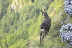 Camosci del Grappa - Meatte