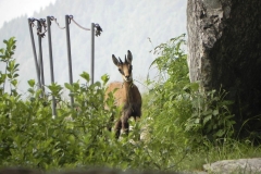 Giovane camoscio
