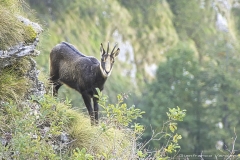 Camosci del Grappa - Meatte
