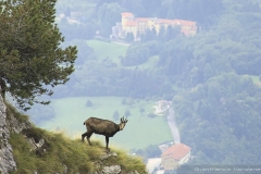 Camosci del Grappa - Meatte