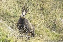 Camosci del Grappa - Meatte