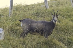 Camosci del Grappa - Meatte