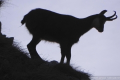 Camosci del Grappa - Meatte
