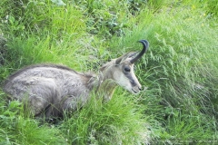 Camosci del Grappa - Meatte
