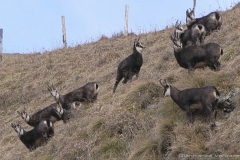 Camosci del Grappa - Meatte