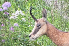 Camosci del Grappa - Meatte