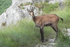 Camosci del Grappa - Meatte