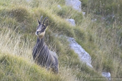 Camosci del Grappa - Meatte