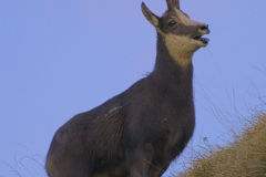 Camosci del Grappa - Meatte