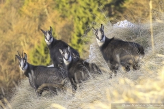 Camosci del Grappa - Meatte