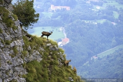 Camoscio sullo sfondo di S.Liberale