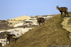 Camosci sulle Meatte